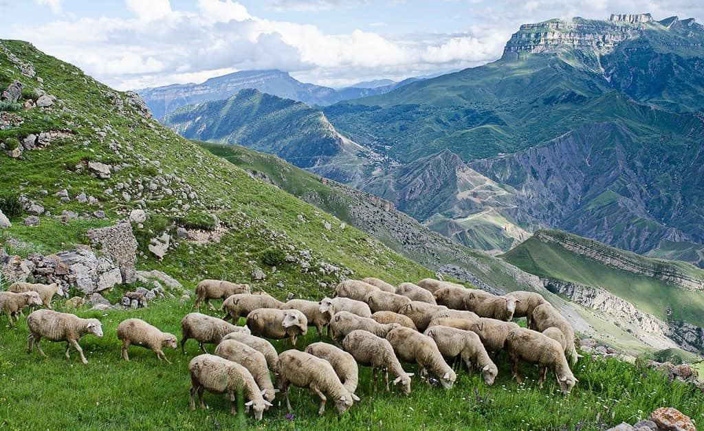 Культурное наследие Чечни: хранители традиций и духовных ценностей - 4